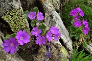 Anello Laghi di Ponteranica-Monte Avaro dai Piani il 3 giugno 2020  - FOTOGALLERY